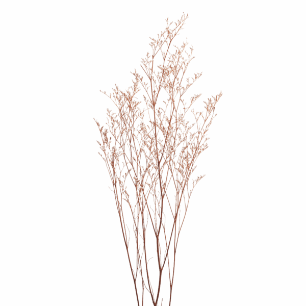 Sea-lavender (10 bundles pack) - Image 3