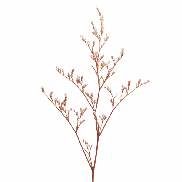 Sea-lavender (10 bundles pack) - Image 2
