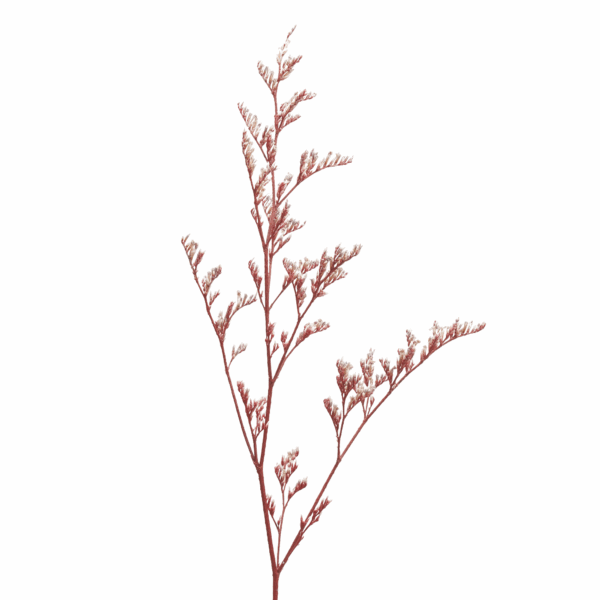 Sea-lavender (10 bundles pack) - Image 11