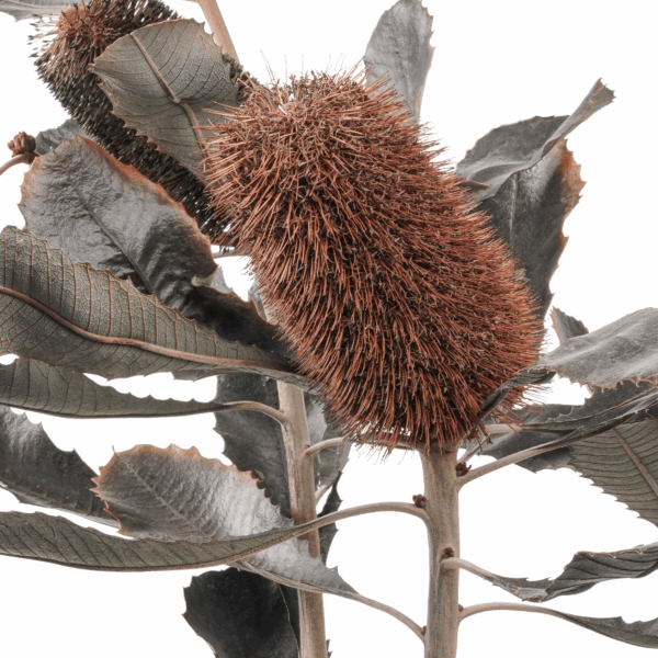 Coast Banksia (4 pcs pack)
