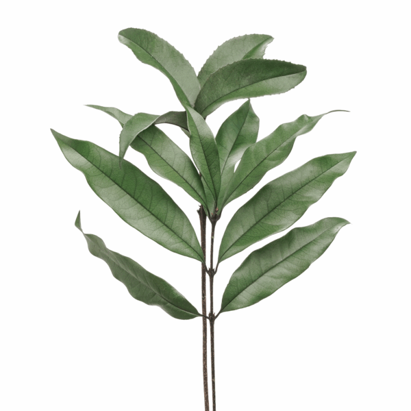 Osmanthus Leaf (10 bundles pack)