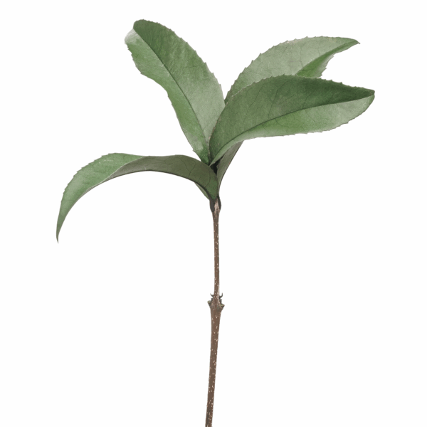 Osmanthus Leaf (10 bundles pack) - Image 2