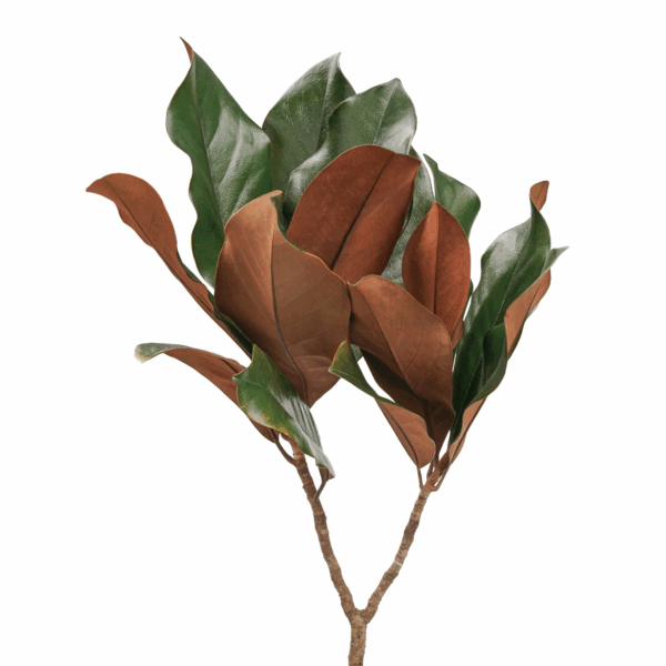 Magnolia Leaves (4 bundles pack)