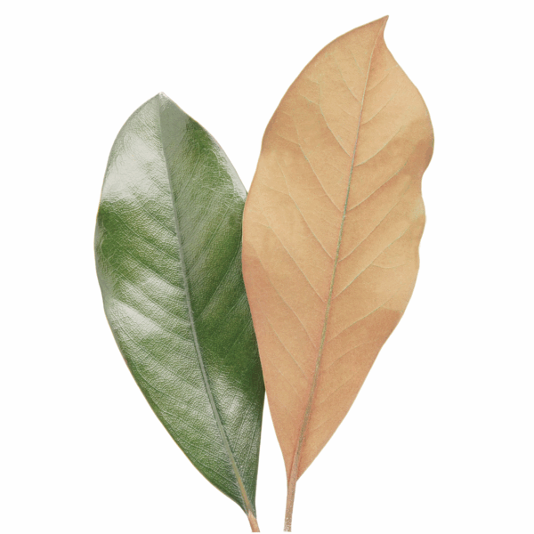Magnolia Leaves (4 bundles pack) - Image 2