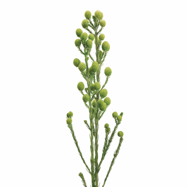 Rooibeentjies (10 bundles pack) - Image 8