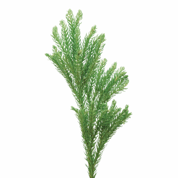 Clubmoss (10 bundles pack)