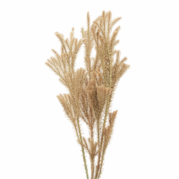 Clubmoss (10 bundles pack) - Image 2