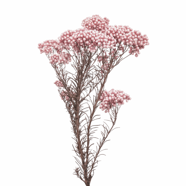 Rice Flower (10 bundles pack) - Image 3