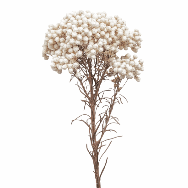 Rice Flower (10 bundles pack) - Image 2