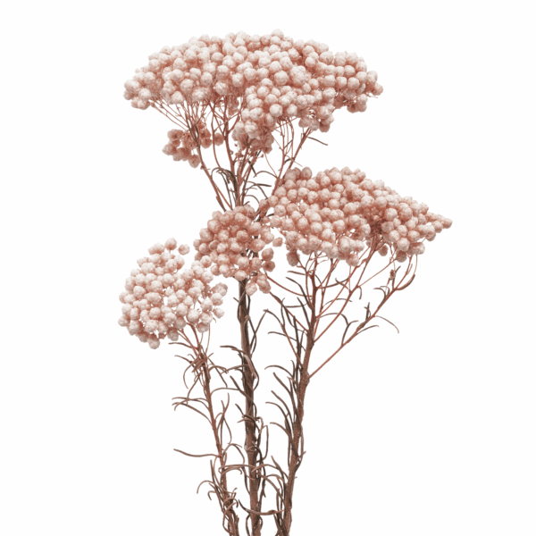 Rice Flower (10 bundles pack)
