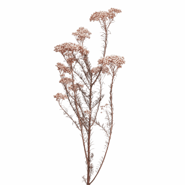 Rice Flower (10 bundles pack) - Image 5