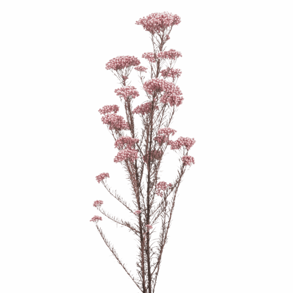 Rice Flower (10 bundles pack) - Image 4