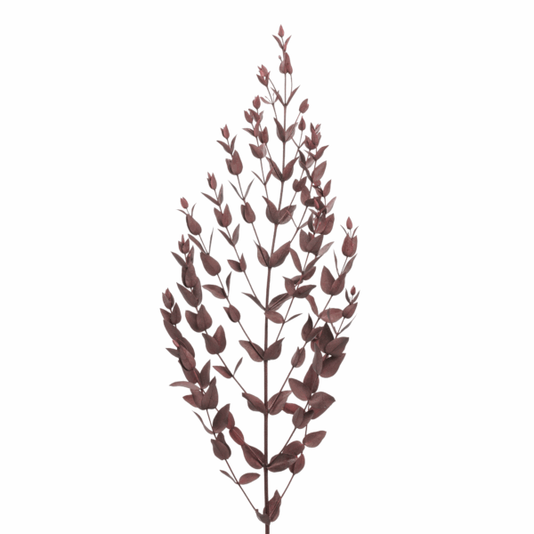 Small Leaves Eucalyptus (10 bundles pack) - Image 5