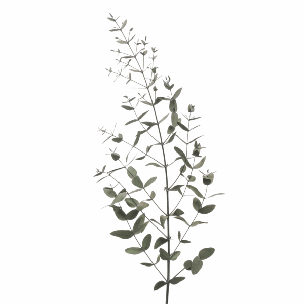 Small Leaves Eucalyptus (10 bundles pack) - Image 3