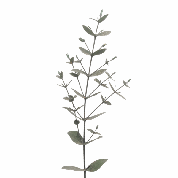 Small Leaves Eucalyptus (10 bundles pack) - Image 2