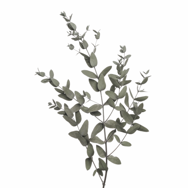 Small Leaves Eucalyptus (10 bundles pack)