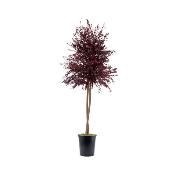 Small Leaves Eucalyptus Tree (1 pcs pack)