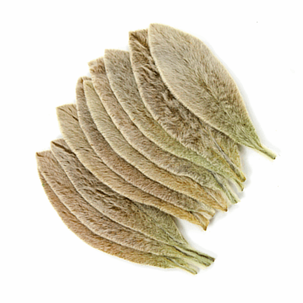 Lamb's-ear (10 bundles pack) - Image 4