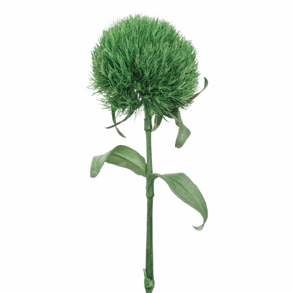 Green Ball (10 bundles pack) - Image 2