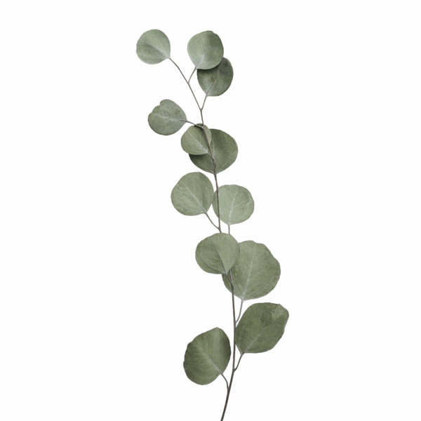 Apple leaves (10 bundles pack) - Image 2