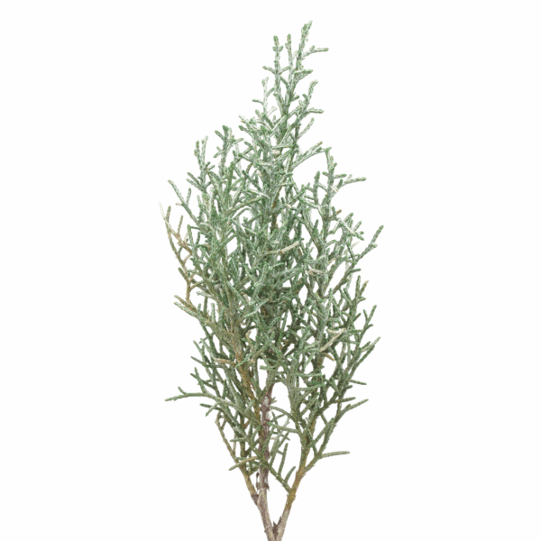 Blue Ice Cypress (10 bundles pack) - Image 2