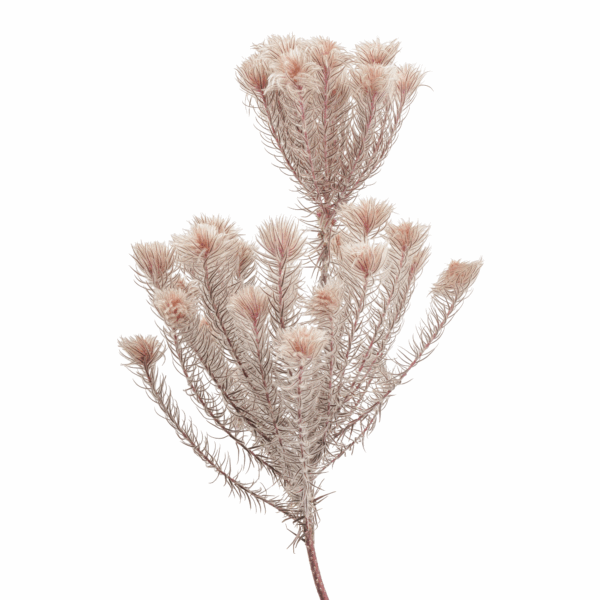 Featherhead (10 bundles pack)