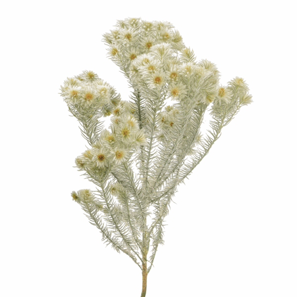 Featherhead (10 bundles pack) - Image 3