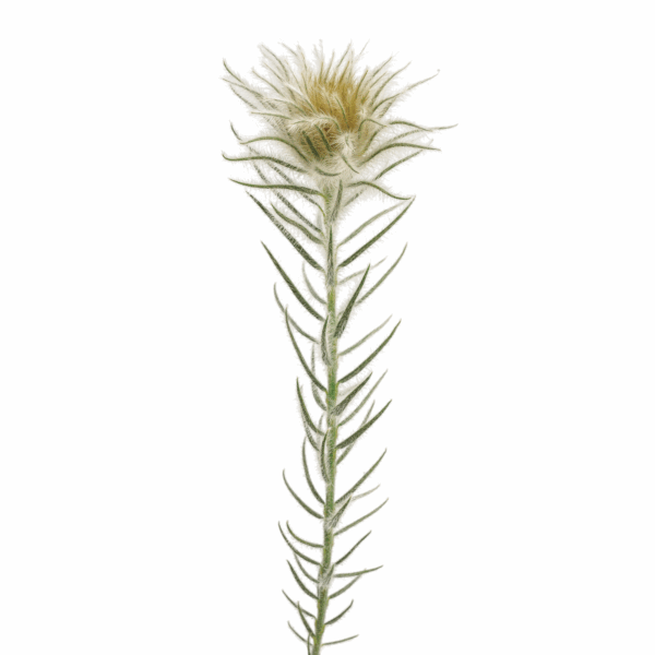 Featherhead (10 bundles pack) - Image 4