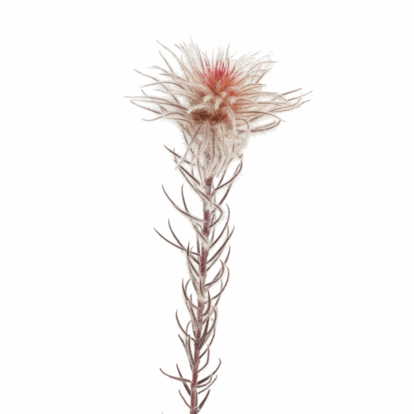 Featherhead (10 bundles pack) - Image 2