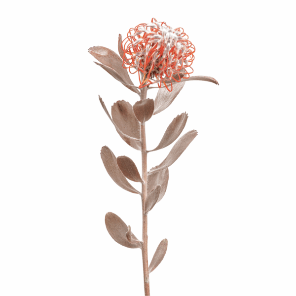 Ornamental Pincushion (10 bundles pack) - Image 2