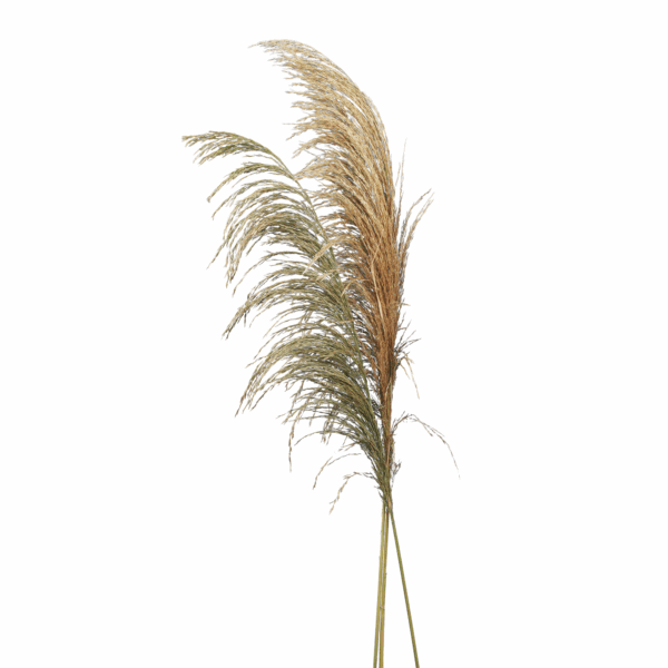 Common Reed (10 pcs pack)