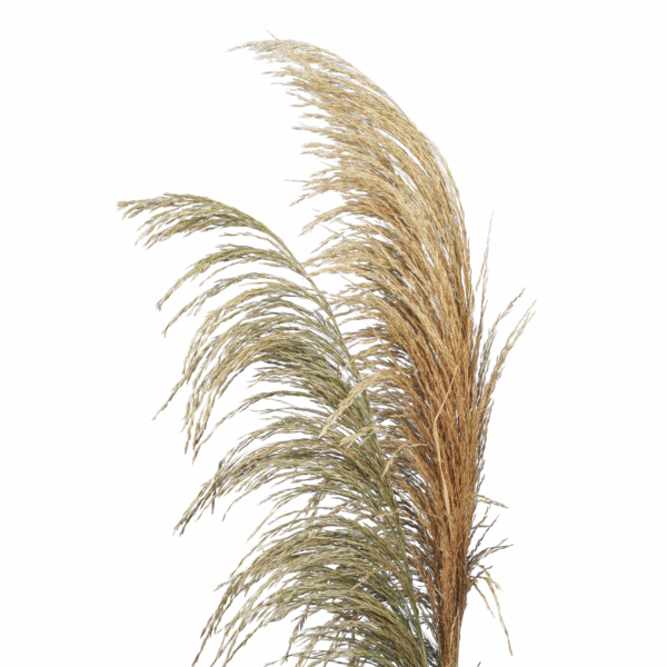 Common Reed (10 pcs pack) - Image 2