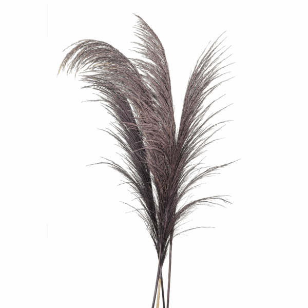Common Reed (10 pcs pack) - Image 3
