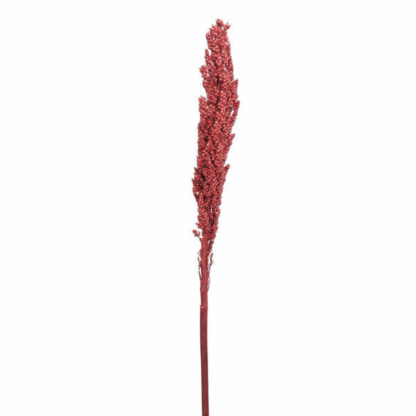 Sorghum (10 bundles pack)
