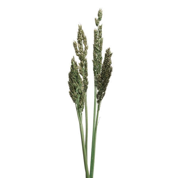 Sorghum (10 bundles pack) - Image 4