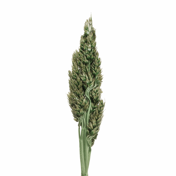 Sorghum (10 bundles pack) - Image 3