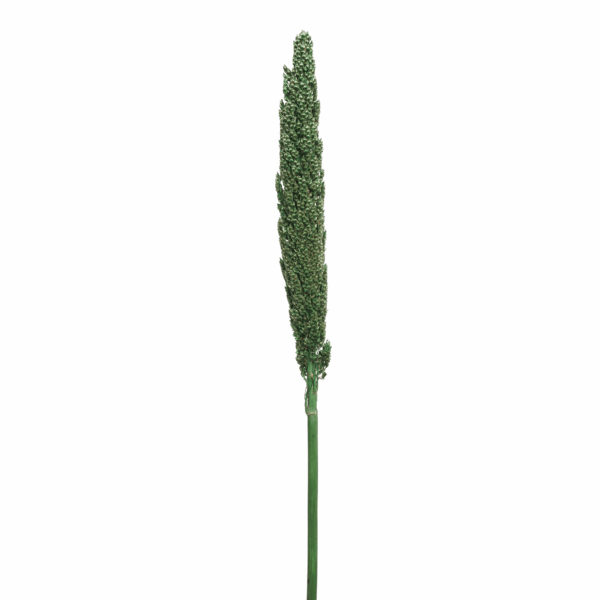 Sorghum (10 bundles pack) - Image 5