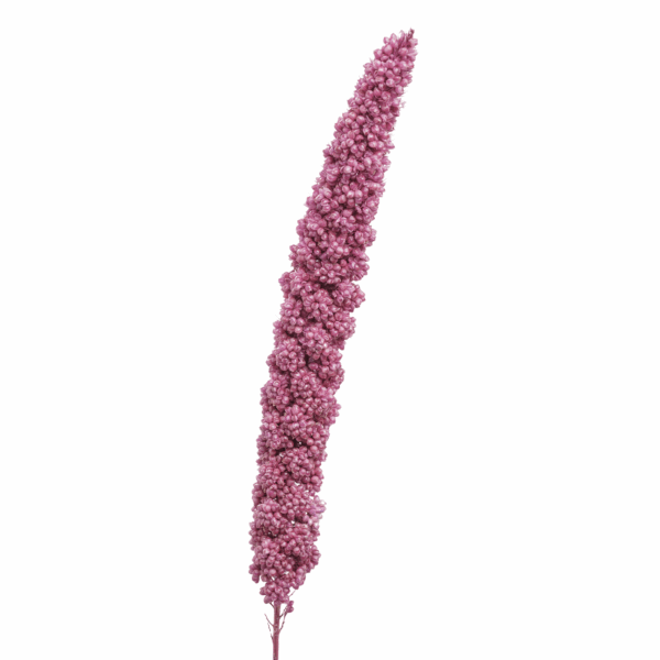 Sorghum (10 bundles pack) - Image 2